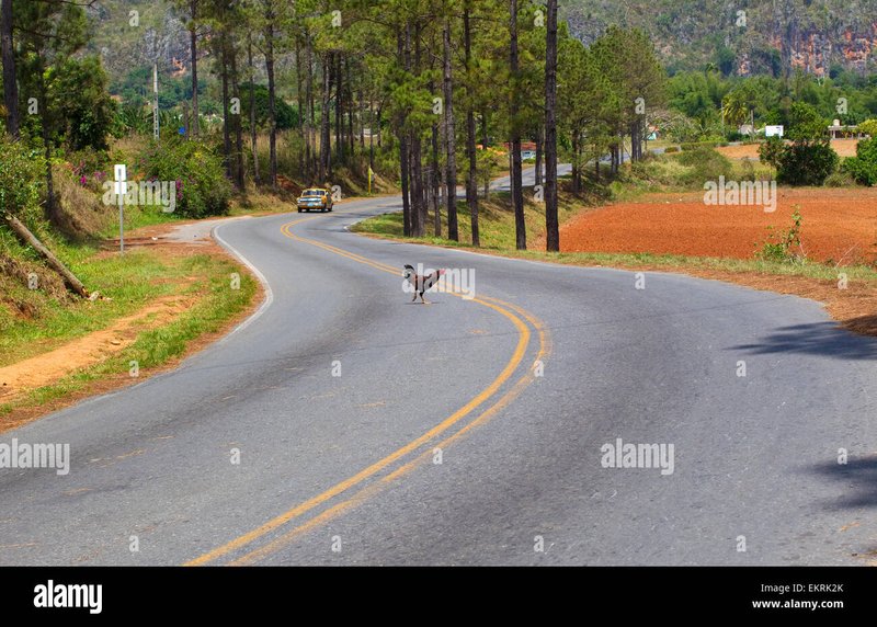 Guide to chicken road oficial